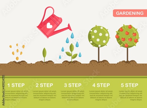 Growth of plant in ground, from seeds to fruits. Planting tree. Seedling gardening plant. Timeline. Vector illustration