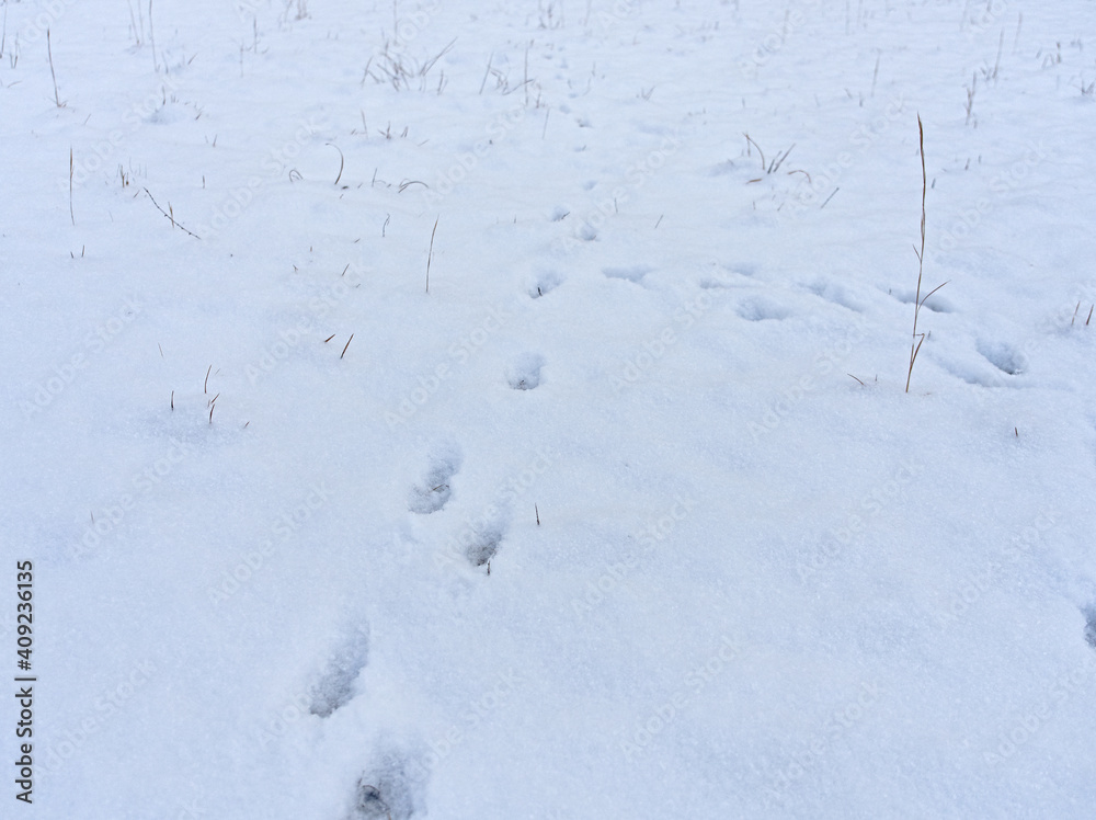 雪原の足跡 雪原の足跡