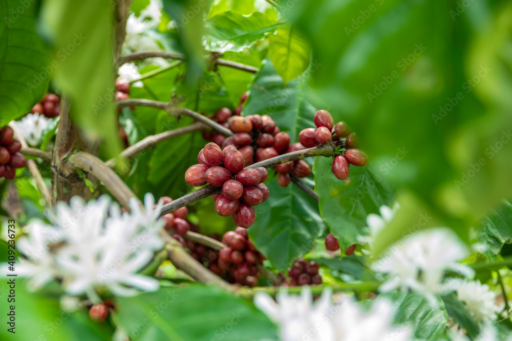 Coffee bean on coffee tree in cafe Plantation