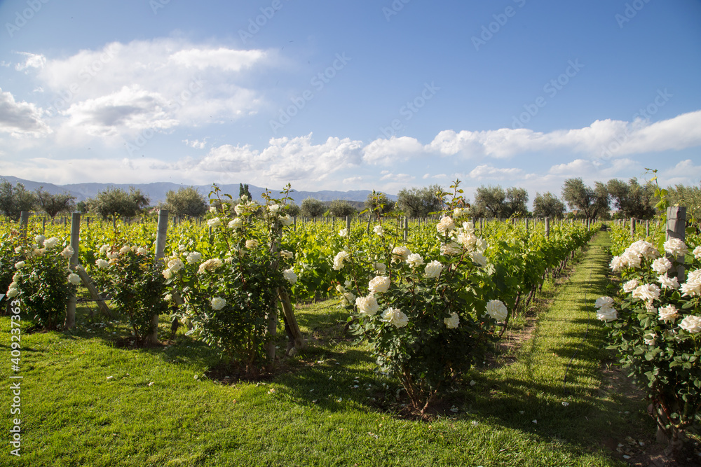 Naklejka premium Beautiful vineyard in Mendoza, Argentina