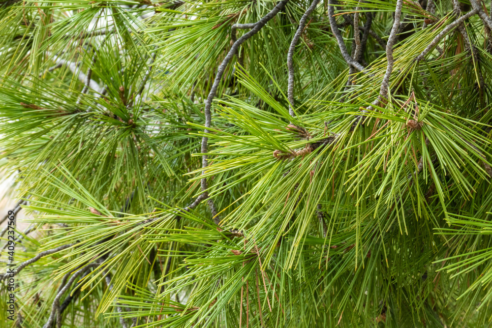 beautiful, unusual, large, green coniferous tree on the sky background beautiful, unusual, large, green coniferous tree on the sky background