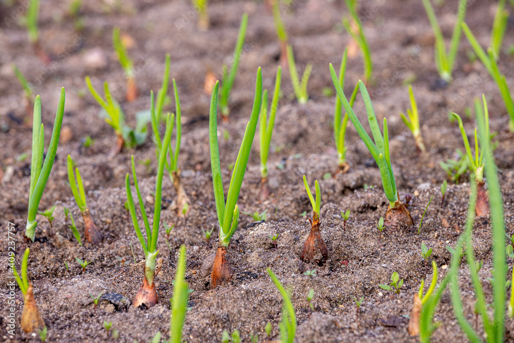 Young green spring shoots of green onions in the garden. Selective focus. Young green spring shoots of green onions in the garden. Selective focus.