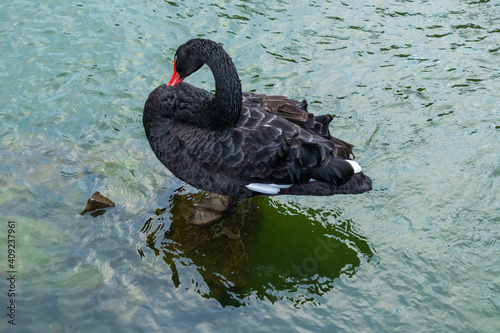 wild, beautiful, big bird, black swan standing in the water