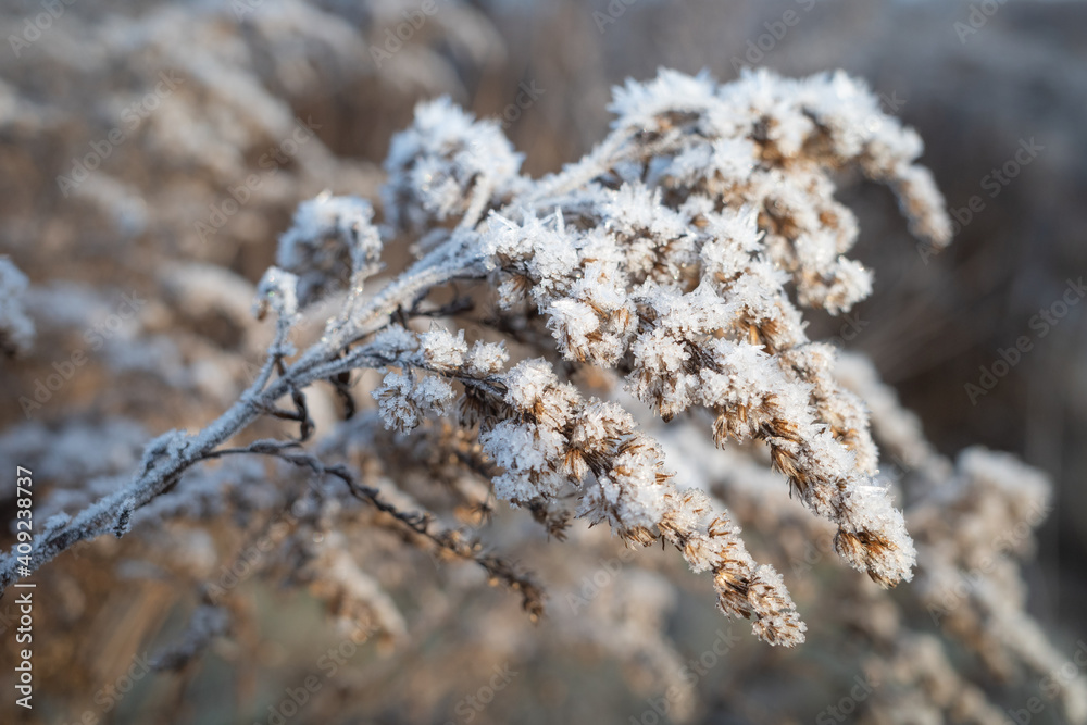 Dry brown flower of Canada goldenrod covered with white frost crystals
Dry brown flower of Canada goldenrod covered with white frost crystals
