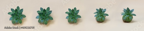 Photo set with rosette of an Echeveria succulent. Cactus shaped like a rose. On a light background.
