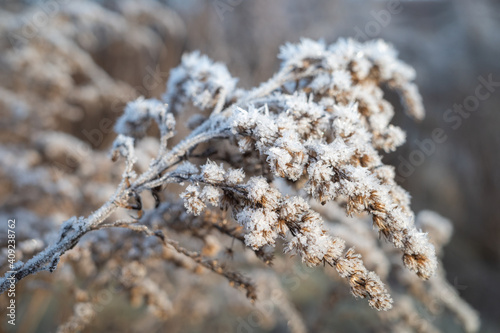 Dry brown flower of Canada goldenrod covered with white frost crystals © Ilga