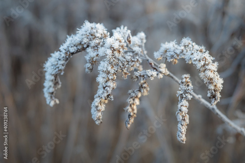 Dry brown flower of Canada goldenrod covered with white frost crystals  © Ilga