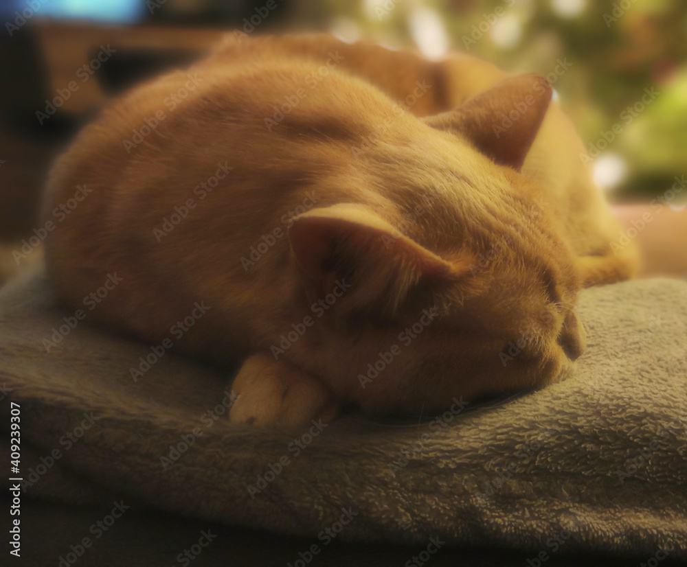 Kot kociak zwierzę domowe biszkoptowy śpiący leniwy portret kota - obrazy, fototapety, plakaty 