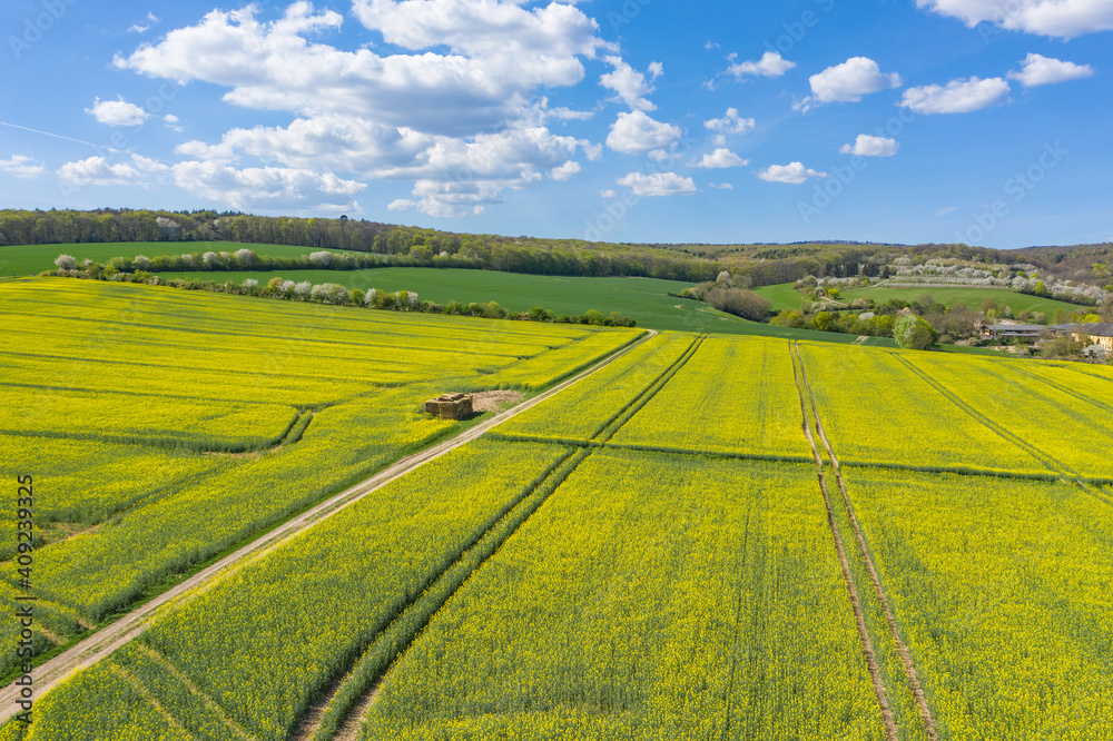 Fototapeta premium Bird's eye view of blooming fields and meadows in spring near Wiesbaden / Germany 