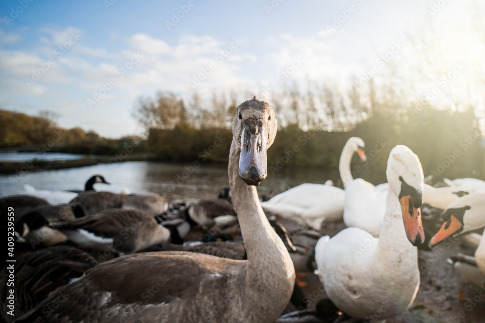 Obraz premium Beautiful white swans sunshine rays summers day nature park signet looking at camera trees orange bill lake wildlife reserve elegant sunset sunrise Cygnus bright clean birds flocked together daytime