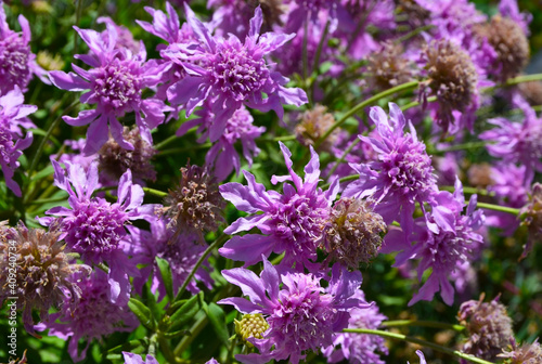 Pterocephalus dumetorum or Mountain scabious flowers endemic to the central Canary Islands  Gran Canaria and Tenerife.Selective focus.