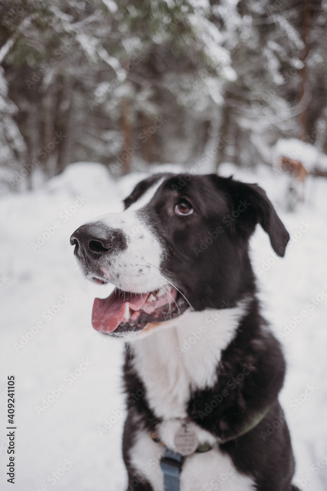 big Black and white dog having fun in winter forest