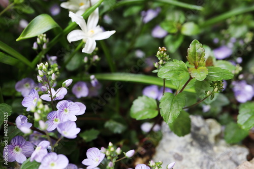 春の日陰の庭 ベロニカ(トラノオ) ウォーターペリーブルーの花