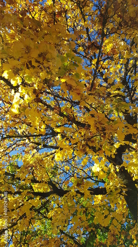 yellow autumn leaves