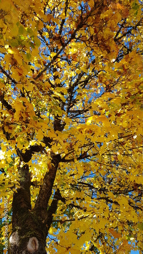 autumn leaves