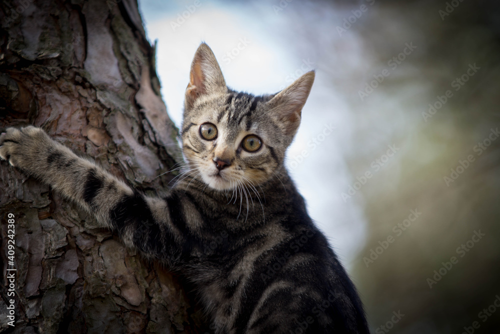 Fototapeta premium chaton dans la nature