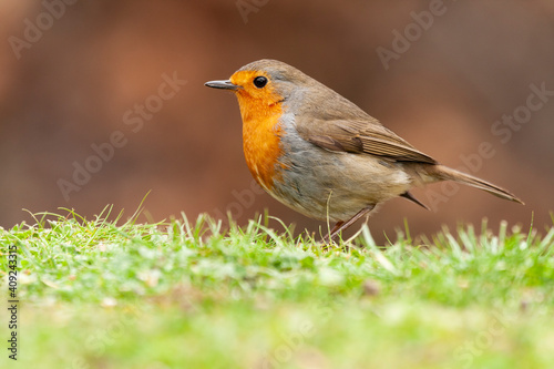 European Robin (Erithacus rubecula) perched on a meadow with an out-of-focus ocher background.