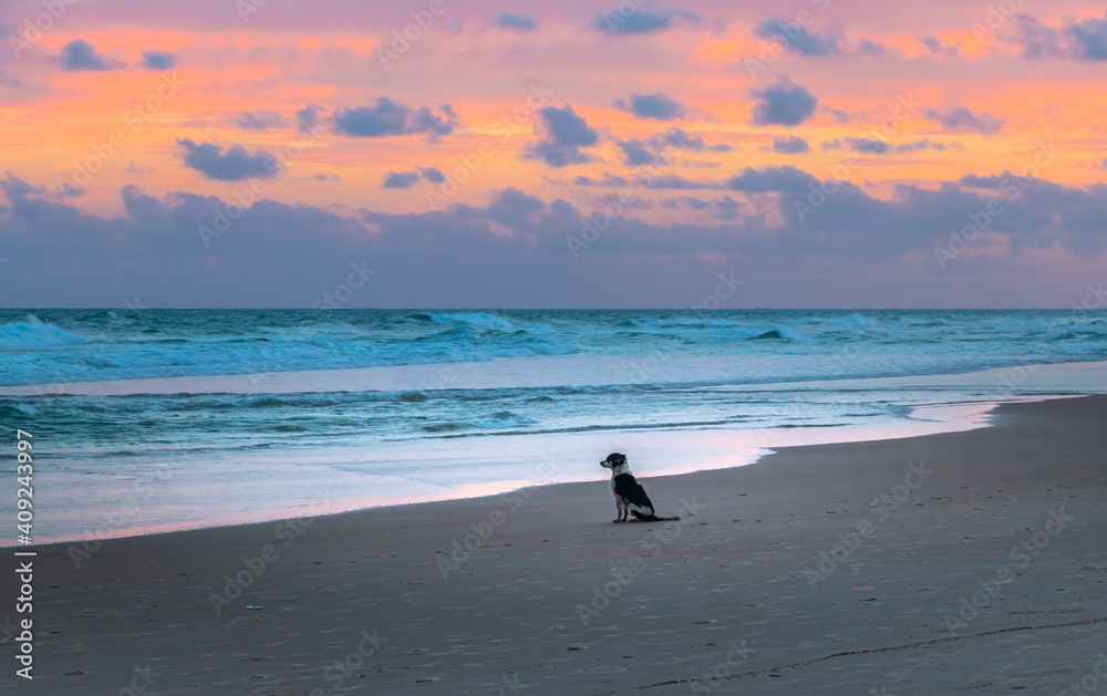 Cachorro olhando O lindo Pôr do Sol na Praia do Francês