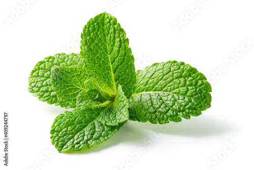 Mint leaf. Fresh mint on white background. Mint leaves isolated. Full depth of field. photo
