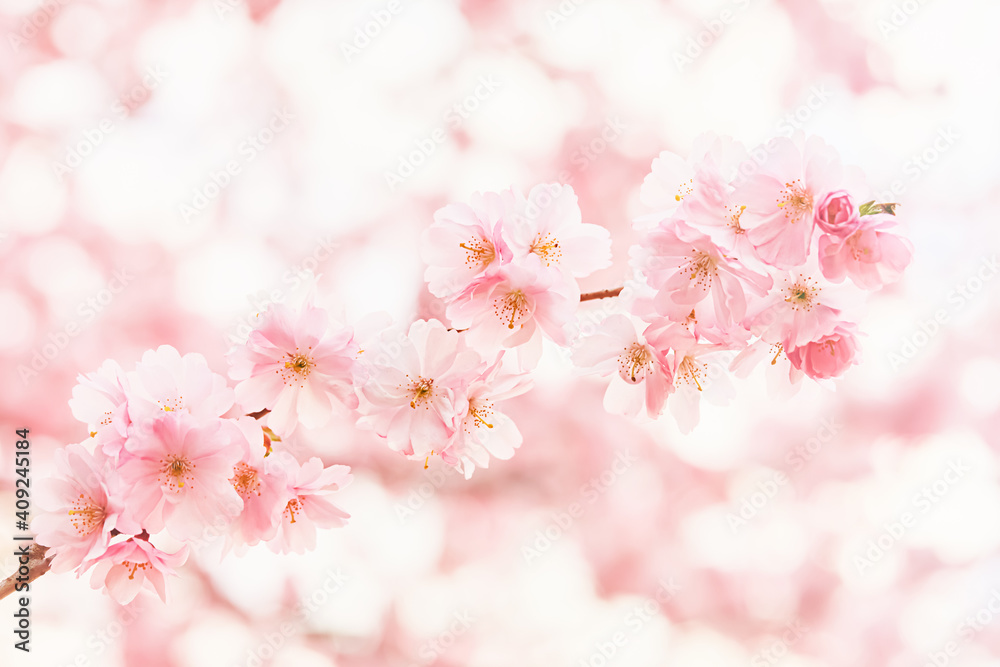 Pink Cherry blossom branch in bloom at the blurred background. Spring concept