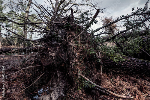 trees uprooted by a big storm