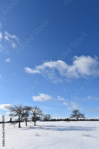  Apple trees under a blue winter sky