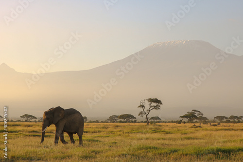 elephants at sunset with Kilimanjaro mountain on the back