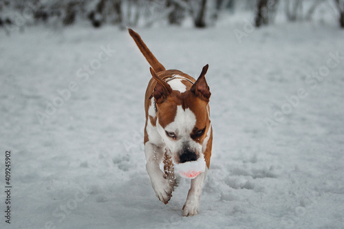 Fototapeta Naklejka Na Ścianę i Meble -  Happy striped American Staffordshire Terrier run in the snowfield
