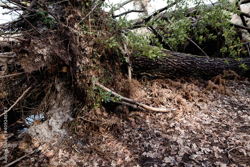 Fototapeta premium trees uprooted by a big storm