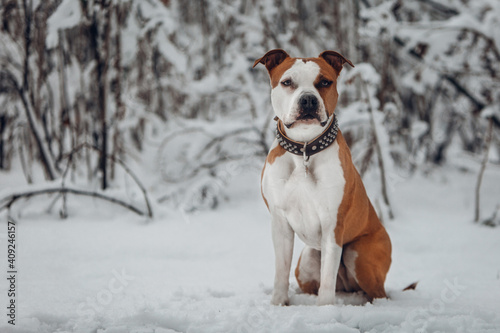 Happy striped American Staffordshire Terrier sitting in the snowfield. Dog is sitting outside at winter