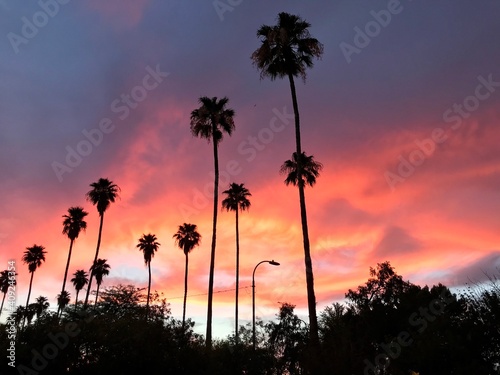 Phoenix Palm Tree Sunset