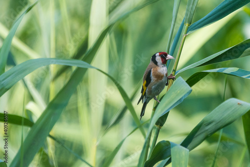 Carduelis carduelis - Sticlete - European goldfinch photo