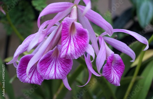 Purple and white Brassavola orchids hybrid at full bloom photo