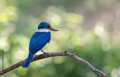 Birds that are blue and white, beautiful in nature Collared Kingfisher © sakda