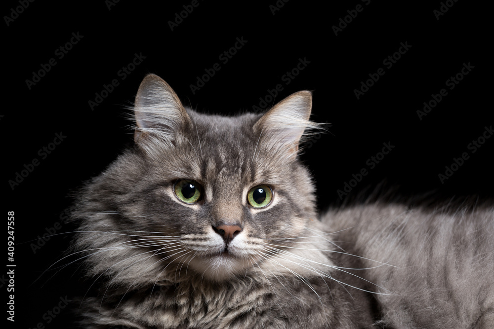 Portrait of a beautiful purebred cat on a black background.