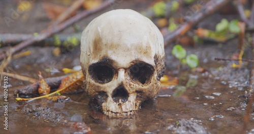 old skull on the ground covered with leaves