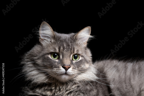 Portrait of a beautiful purebred cat on a black background. © jonnyslav