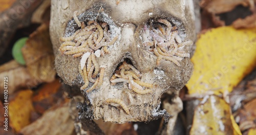 Maggots crawling on dead skull closeup footage photo
