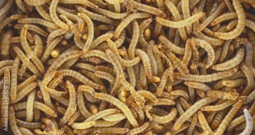 Abundance of worms as background texture closeup footage