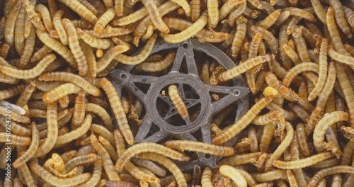 Lots of worms crawling as background texture closeup footage © Sved Oliver