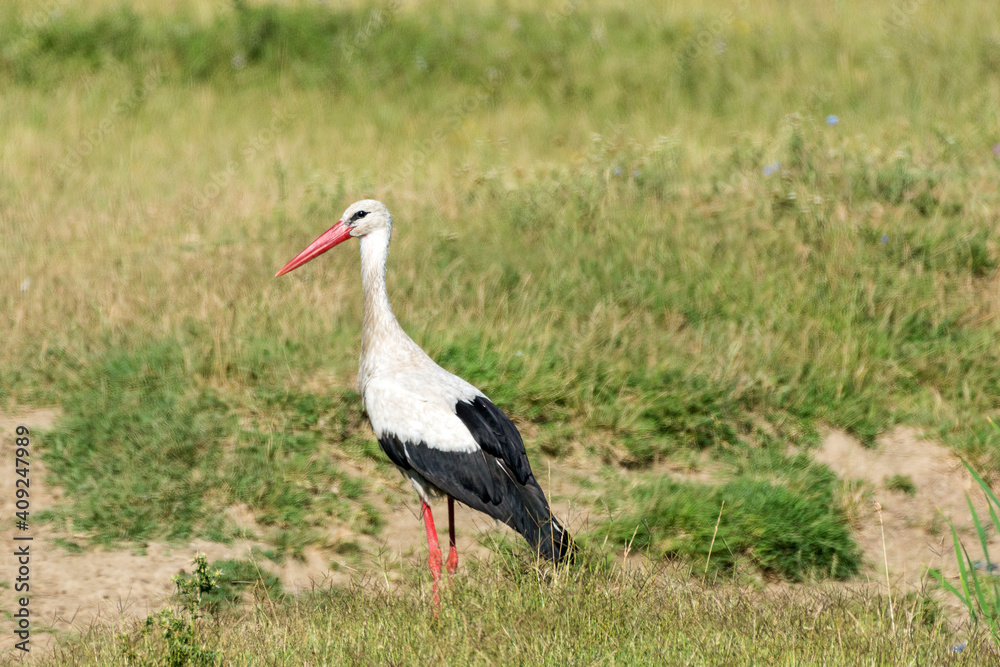 Naklejka premium Ciconia ciconia - Barza alba - White stork