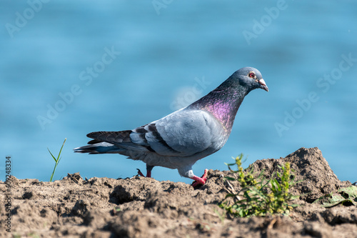 Columba oenas - Porumbel de scorbura - Stock dove