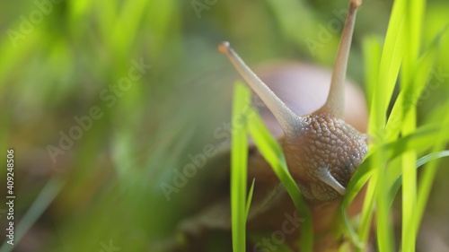 Snail on ground level macro photo