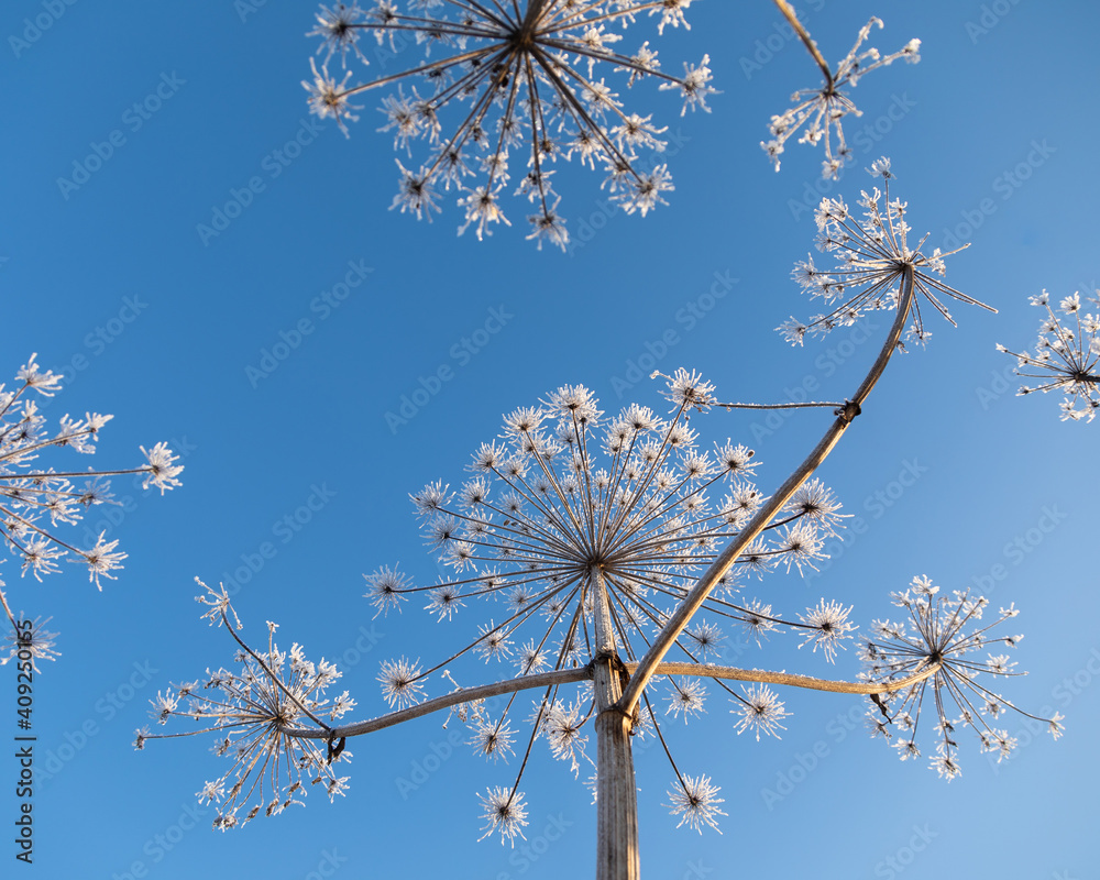 Umbelliferous plant cow-parsnip in winter