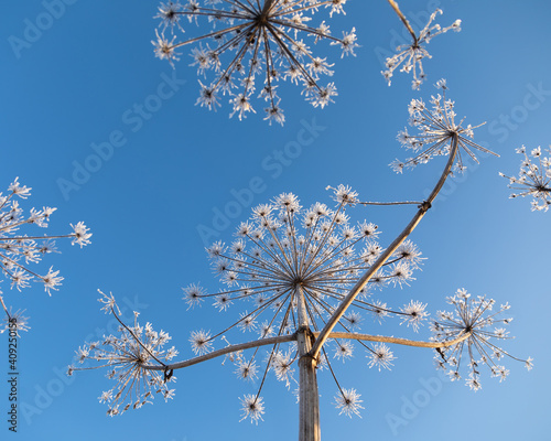 Obraz na płótnie Umbelliferous plant cow-parsnip in winter w salonie