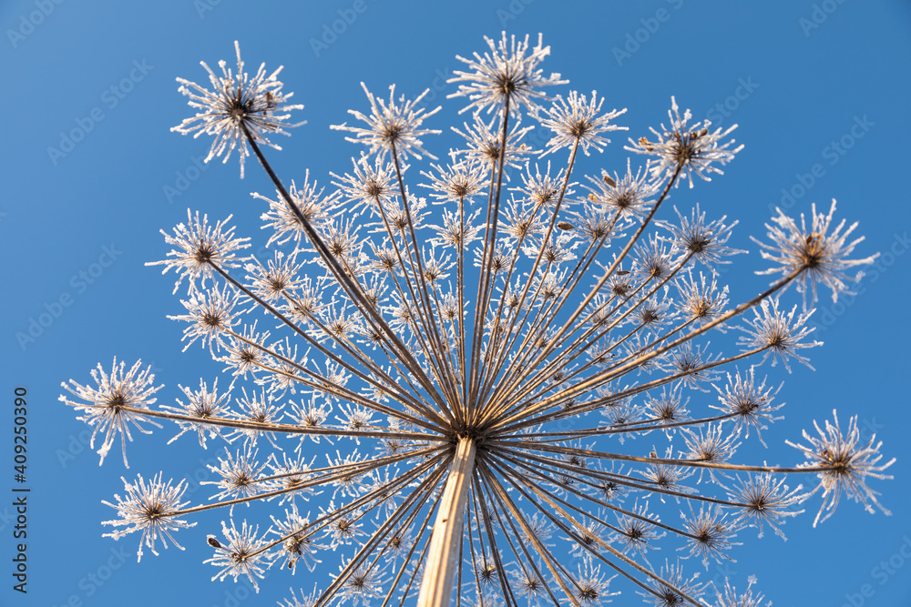 Umbelliferous plant cow-parsnip in winter