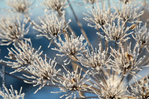 Umbelliferous plant cow-parsnip in winter © Сергей Чирков