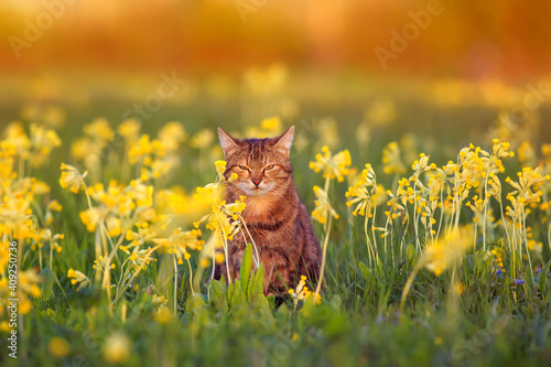 cute tabby cat sitting on spring sunny meadow with yellow primrose flowers