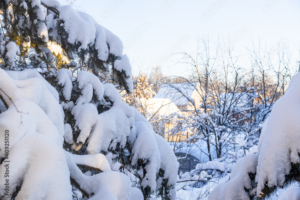 view of snowbound spruce tree branches and country houses on background in sunny winter afternoon (focus on branches on foreground) view of snowbound spruce tree branches and country houses on background in sunny winter afternoon (focus on branches on foreground)