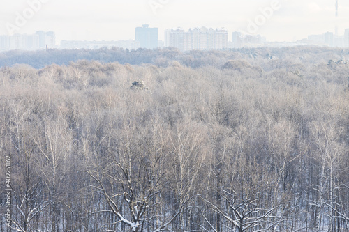 above view of trees in forest and urban houses on horizon in cold winter morning